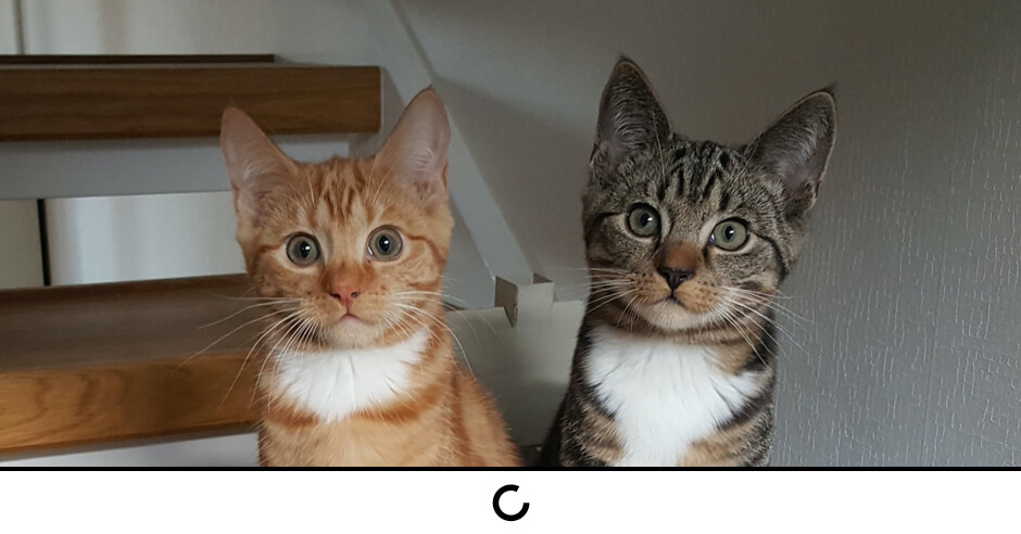 lookalike audiences